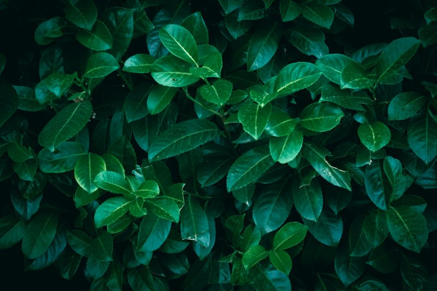 A close up of a bush with green leaves