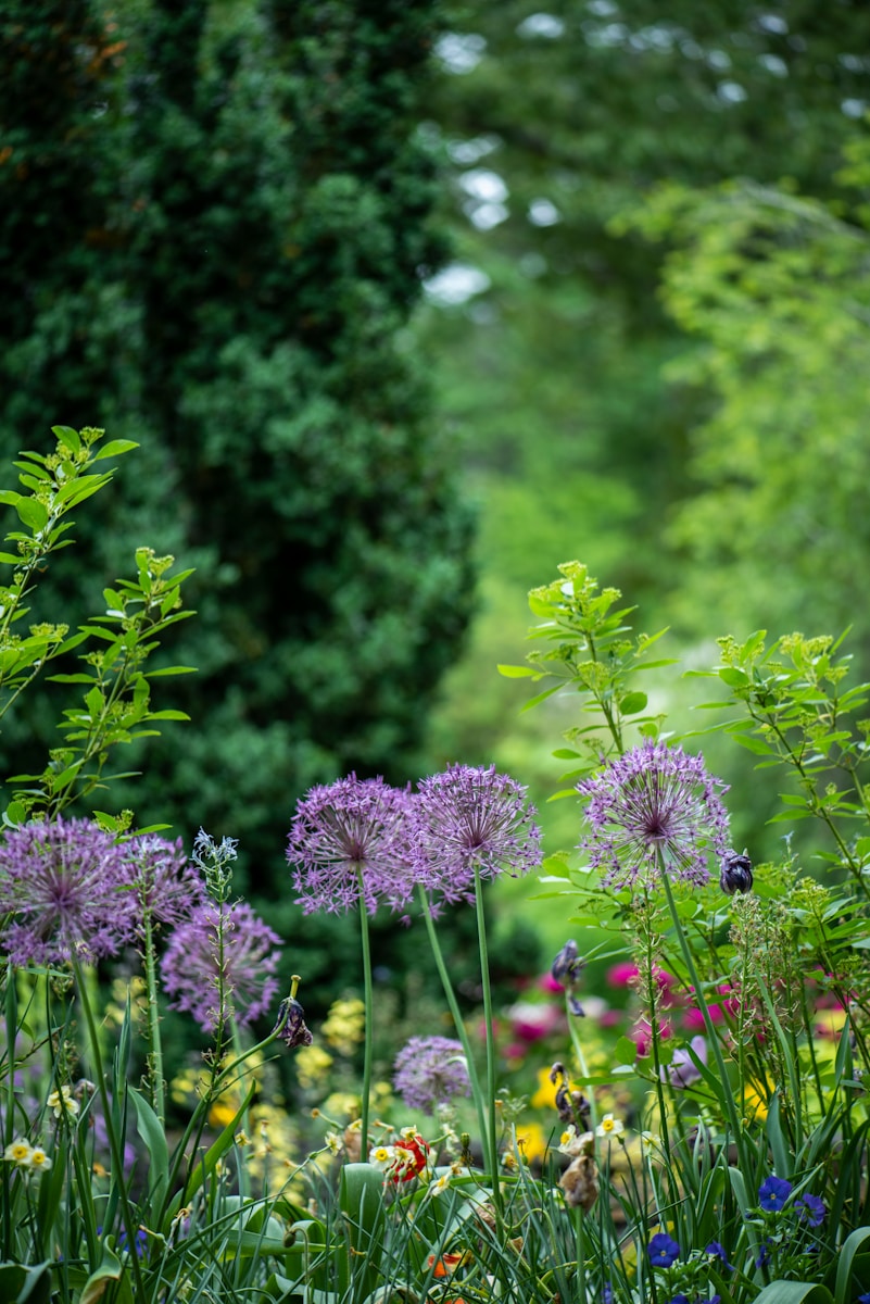 purple petaled flowers