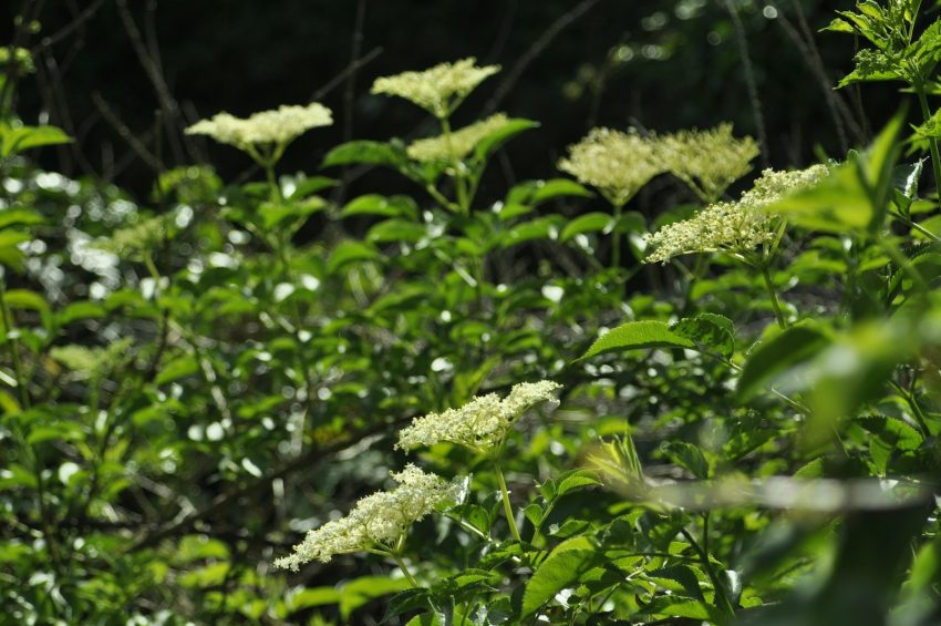 a bush with white flowers and green leaves